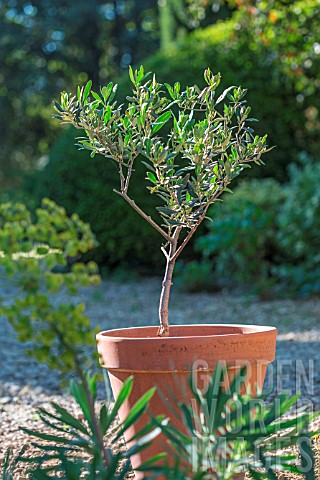 Olive_tree_in_terracotta_pot_Provence_France