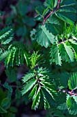 Sangusorba minor leaf, Provence, France