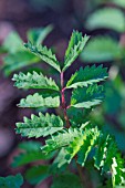 Sangusorba minor leaf, Provence, France