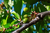 Unripened cherries, Provence, France