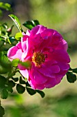 Rose tree in bloom in a garden