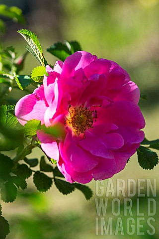 Rose_tree_in_bloom_in_a_garden