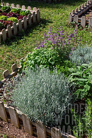 Aromatic_plants_in_a_square_foot_kitchen_garden_Provence_France
