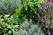 Aromatic plants in a square foot kitchen garden, Provence, France