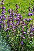 Salvia officinalis