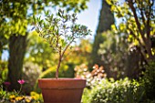 Olive tree in terracotta pot, Provence, France