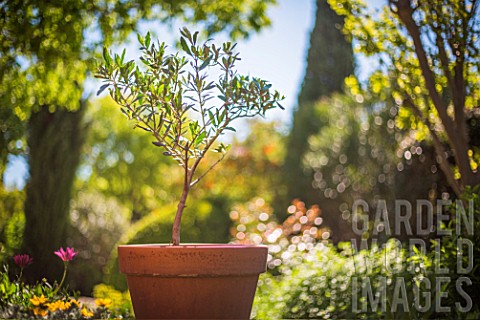 Olive_tree_in_terracotta_pot_Provence_France
