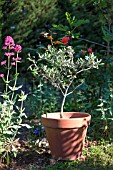 Olive tree in terracotta pot, Provence, France