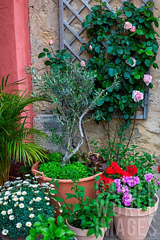Young_Olive_tree_in_pot_and_flowers_in_Provence_France