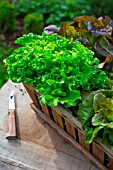 Harvest of Oak leaf lettuce, Provence, France