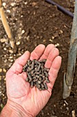 Tomato planting - adding fertilizer, Provence, France