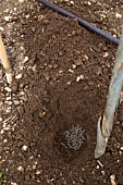 Tomato planting - Adding fertilizer, Provence, France