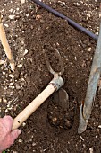 Tomato planting - covering manure using a weeding hoe, Provence, France