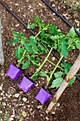 Planting tomato - seedlings before planting, Provence, France