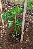 Tomato planting - Seedling planted out, Provence, France