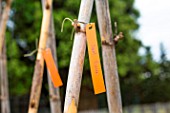 Tomato planting - Plant labels, Provence, France