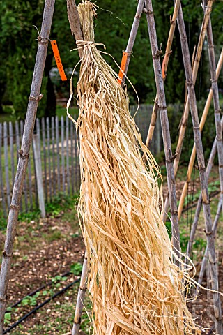 Plantation_of_tomatoes_in_a_garden__Raffia_used_for_tying_plants_France