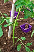 Tomato planting - Seedling planted out, Provence, France