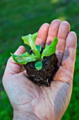 Salad seedling in hand, Provence, France