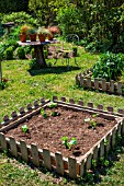 Zucchini seedlings in square foot kitchen garden, Provence, France