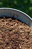 Leaf mould in a bucket, Provence, France