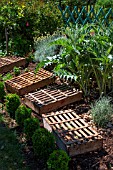 Lettuce seeding protected from the sun with trays, Vegetable Garden, Provence, France