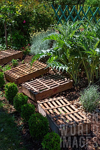 Lettuce_seeding_protected_from_the_sun_with_trays_Vegetable_Garden_Provence_France