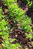 Anethum graveolens (Dill) seedlings, Provence, France