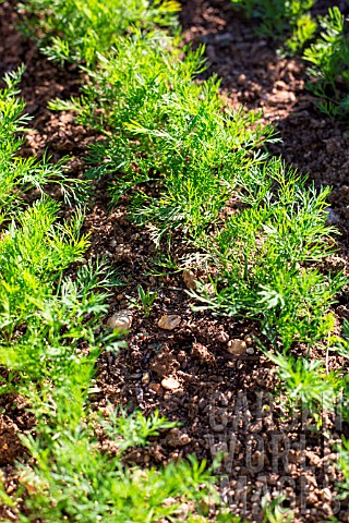 Anethum_graveolens_Dill_seedlings_Provence_France