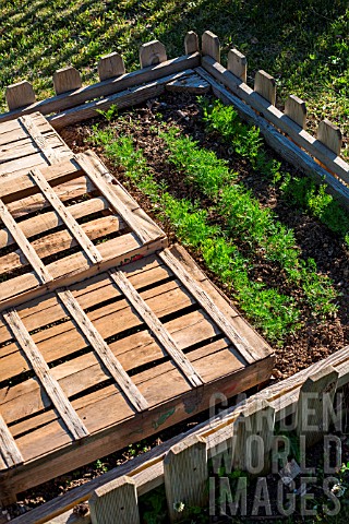 Dill_and_mesclun_salad_mix_seedings_protected_from_the_sun_with_crates_Provence_France