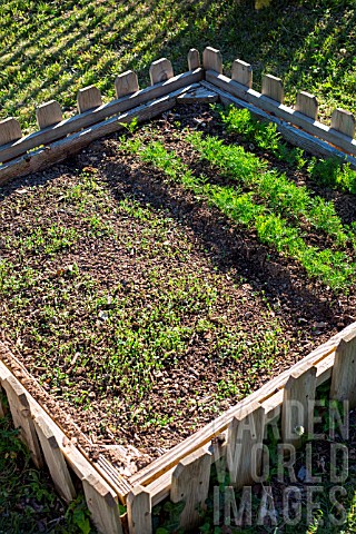 Mesclun_Salad_mix_and_Dill_in_a_Bartholomew_square_foot_kitchen_garden_Provence_France