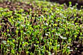 Mesclun (Salad mix) seedlings, Provence, France