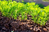 Dill seedlings, Provence, France