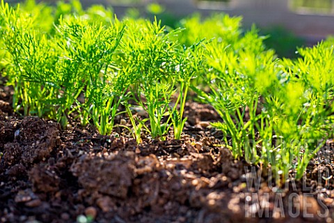 Dill_seedlings_Provence_France