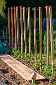 Tomato on stakes and Tagetes as companion planting in a vegetable garden, Provence, France