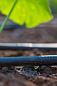 Drip and Squash leaf in Vegetable Garden, Provence, France