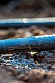 Irrigation drip in Vegetable Garden, Provence, France