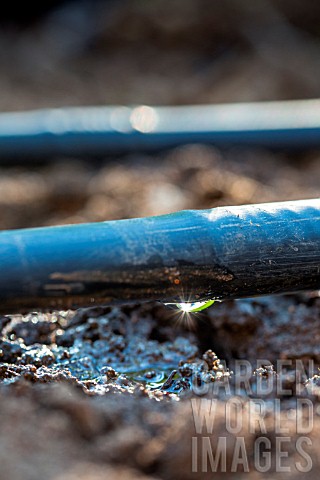 Irrigation_drip_in_Vegetable_Garden_Provence_France