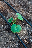 Zucchini plant and irrigation drip in Vegetable Garden, Provence, France