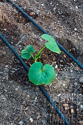 Zucchini_plant_and_irrigation_drip_in_Vegetable_Garden_Provence_France