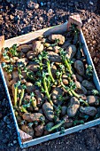 Rack of Potato plant Amandine in Vegetable Garden, Provence, France