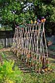 Tomatoes protected from the wind with tiles, Provence, France