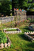 Bartholomew square foot kitchen garden and tomatoes protected from the wind with tiles, Provence, France