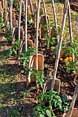 Tomatoes protected from the wind with tiles, Vegetable Garden, Provence, France