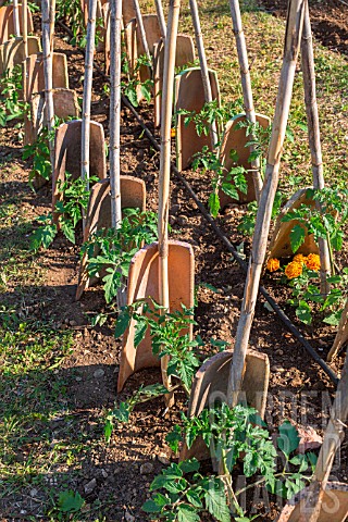 Tomatoes_protected_from_the_wind_with_tiles_Vegetable_Garden_Provence_France