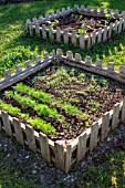 Mesclun (Salad mix) and Dill in a Bartholomew square foot kitchen garden, Provence, France