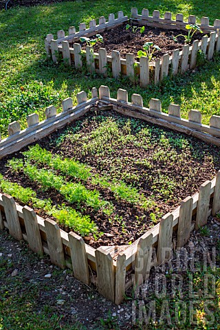 Mesclun_Salad_mix_and_Dill_in_a_Bartholomew_square_foot_kitchen_garden_Provence_France