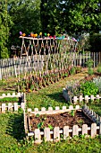 Bartholomew square foot kitchen garden and tomatoes protected from the wind with tiles, Provence, France