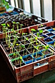 Tropaeolum seedlings in a greenhouse, Provence, France