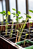 Tropaeolum seedlings in a greenhouse, Provence, France